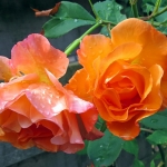 ORANJE ROZEN ORANJE ROZEN