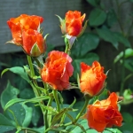 ORANJE ROZENKNOPPEN ORANJE ROZENKNOPPEN