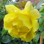 GELE ROOS GELE ROOS