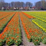 BLOEMBOLLENVELDEN BLOEMBOLLENVELDEN