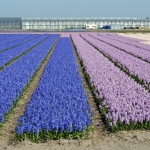 BLOEMBOLLENVELDEN BLOEMBOLLENVELDEN