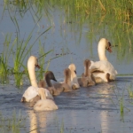 ZWANEN MET JONGEN ZWANEN MET JONGEN