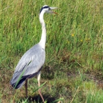 BLAUWE REIGER BLAUWE REIGER