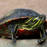SCHILDPAD SCHILDPAD