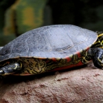 SCHILDPAD SCHILDPAD