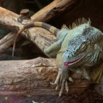 LEGUAAN LEGUAAN