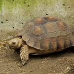 LANDSCHILDPAD LANDSCHILDPAD