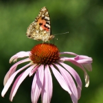 DISTELVLINDER OP ZONNEHOED DISTELVLINDER OP ZONNEHOED