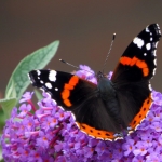 ATALANTA ATALANTA