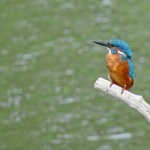 IJSVOGEL IJSVOGEL