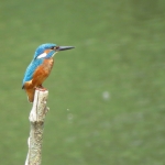 IJSVOGEL IJSVOGEL