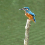 IJSVOGEL IJSVOGEL