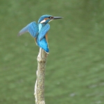 IJSVOGEL IJSVOGEL