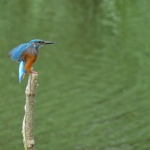 IJSVOGEL IJSVOGEL