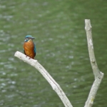 IJSVOGEL IJSVOGEL