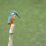 IJSVOGEL IJSVOGEL