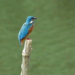 IJSVOGEL IJSVOGEL