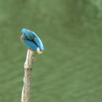 IJSVOGEL IJSVOGEL