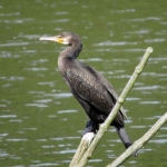 AALSCHOLVER AALSCHOLVER