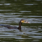 AALSCHOLVER AALSCHOLVER