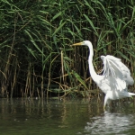 ZILVERREIGER ZILVERREIGER