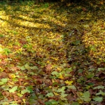 HERFST HERFST