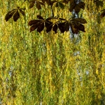 HERFST HERFST