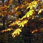HERFST HERFST