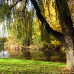 HERFST HERFST