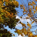 HERFST HERFST