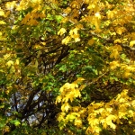 HERFST HERFST