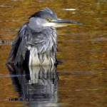 REIGER REIGER