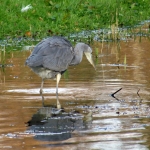 REIGER REIGER