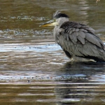 REIGER REIGER