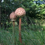 GROTE PARASOLZWAM GROTE PARASOLZWAM
