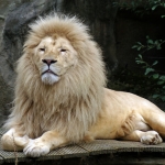 WITTE LEEUW WITTE LEEUW
