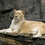 WITTE LEEUW WITTE LEEUW