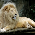 WITTE LEEUW WITTE LEEUW
