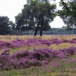 TAFELBERGHEIDE TAFELBERGHEIDE