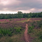 WESTERHEIDE WESTERHEIDE