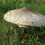 GROTE PARASOLZWAM GROTE PARASOLZWAM