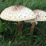 GROTE PARASOLZWAMMEN GROTE PARASOLZWAMMEN