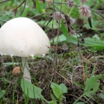 PADDENSTOEL PADDENSTOEL