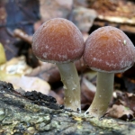 PADDENSTOELEN PADDENSTOELEN