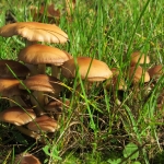 PADDENSTOELEN PADDENSTOELEN