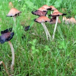 PADDENSTOELEN PADDENSTOELEN