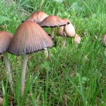 PADDENSTOELEN PADDENSTOELEN
