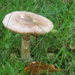 PADDENSTOEL PADDENSTOEL