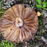 PADDENSTOEL PADDENSTOEL