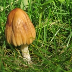 PADDENSTOEL PADDENSTOEL